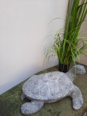 Schildkröte  ca.  60 cm lang